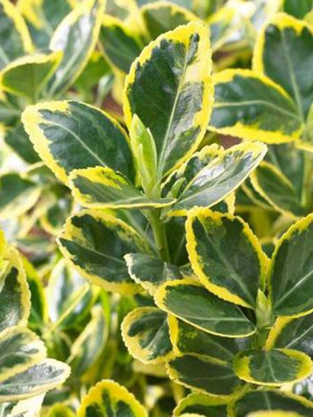 Fusain du Japon 'Aureopicta'