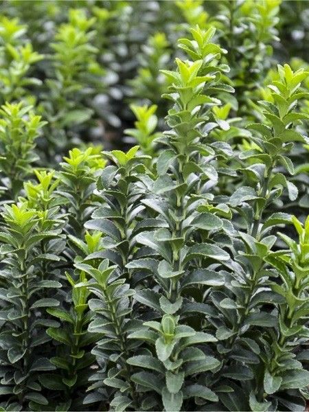 Fusain du Japon 'Green Spire'