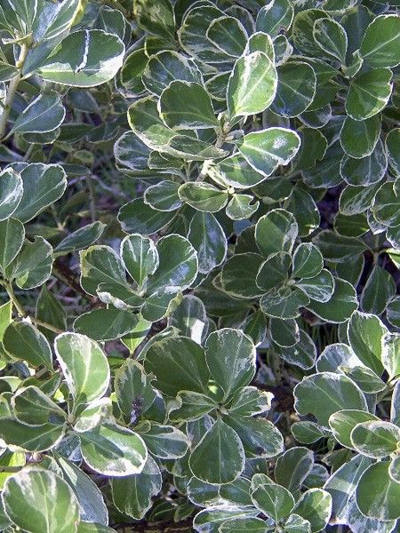 Fusain du Japon 'Louisette'