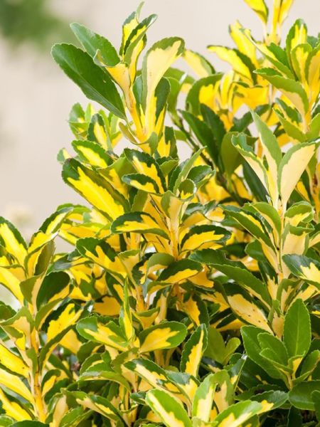 Fusain du Japon 'Luna'