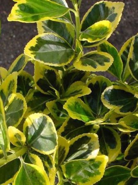 Fusain du Japon 'Marieke'