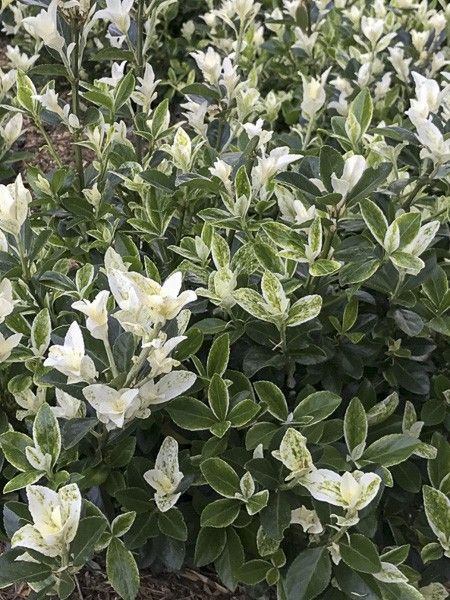 Fusain du Japon 'Mikajo'