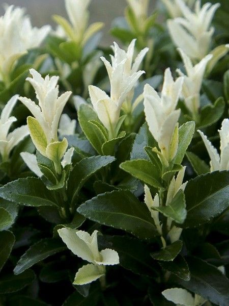 Fusain du Japon 'Paloma Blanca'