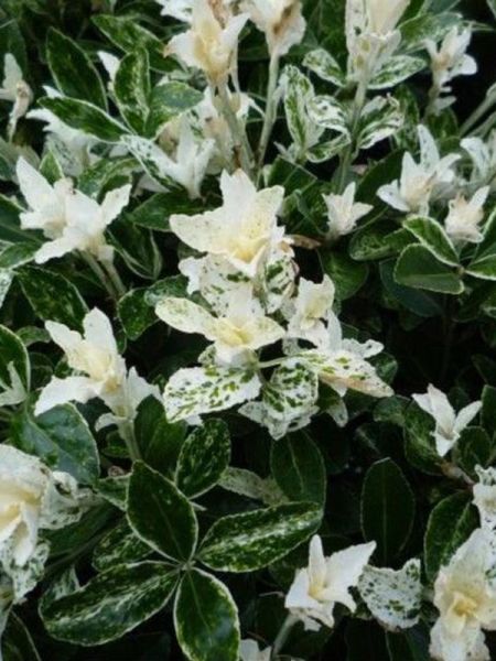 Fusain du Japon 'Pierrolino'®