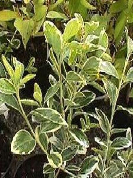 Fusain du Japon 'President Gauthier'