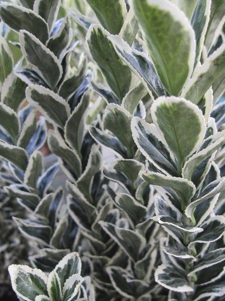 Fusain du Japon 'White Spire'