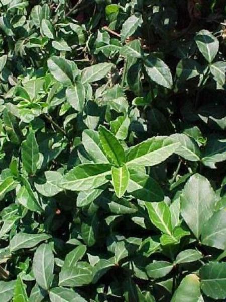 Fusain persistant 'Coloratus'