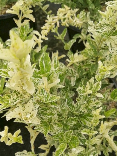 Fusain persistant 'Golden Harlequin'