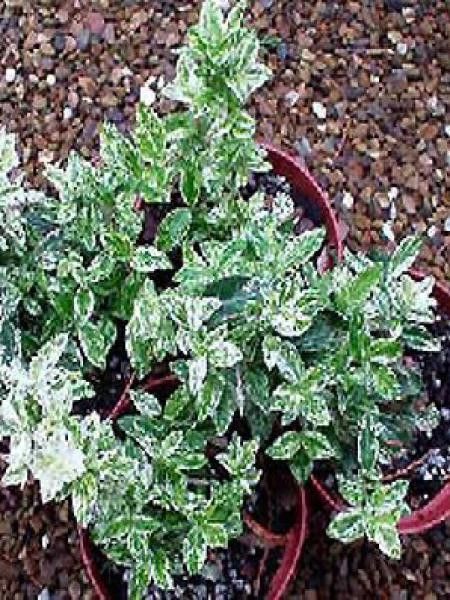 Fusain persistant 'Harlequin'