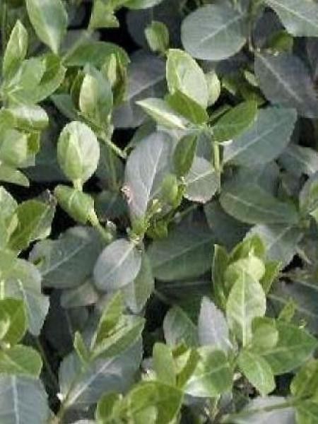 Fusain persistant 'Radicans'