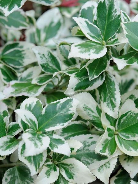 Fusain persistant 'Silver Queen'