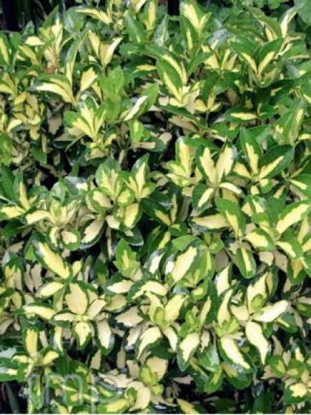 Fusain persistant 'Sunspot'