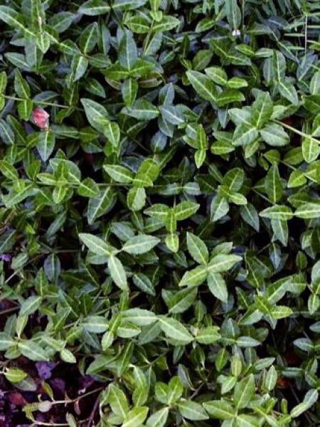 Fusain tapissant 'Tustin'