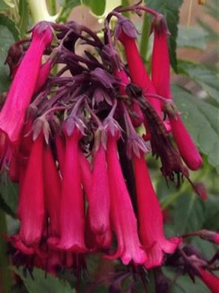 Fuschia du Cap 'Blacher'