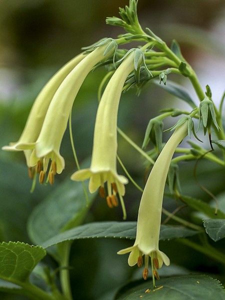 Fuschia du Cap 'Yellow Trumpet'