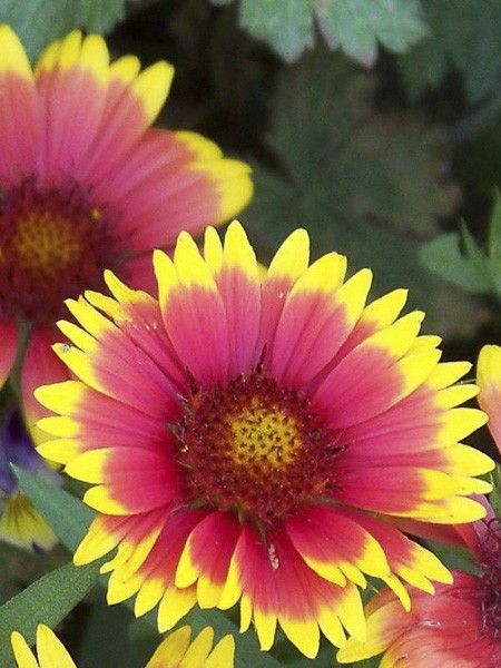 Gaillarde 'Lutin'
