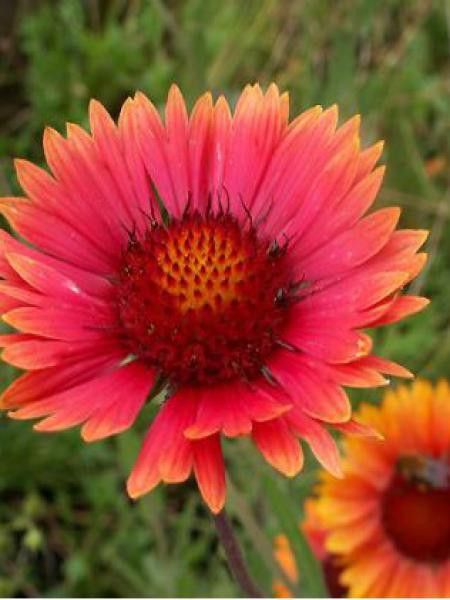 Gaillarde 'Tokayer'