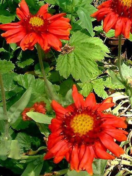 Gaillarde vivace 'Bourgogne'