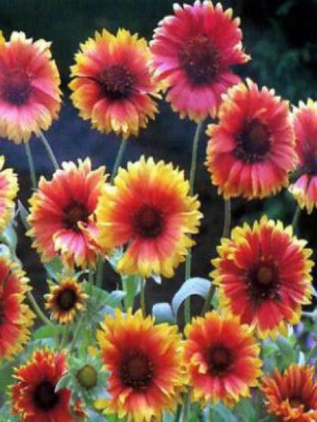 Gaillarde vivace 'Bremen'