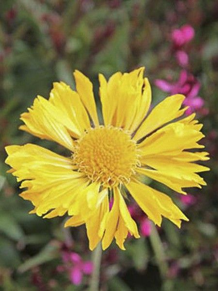 Gaillarde vivace 'Maxima Aurea'