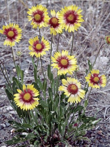 Gaillarde vivace