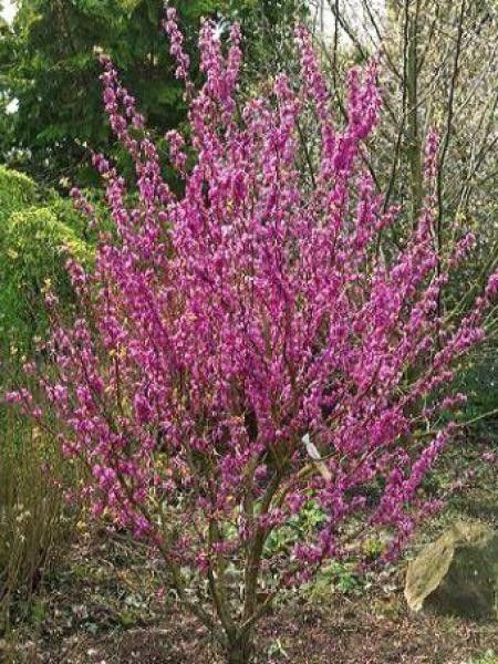 Gainier de Chine 'Avondale'