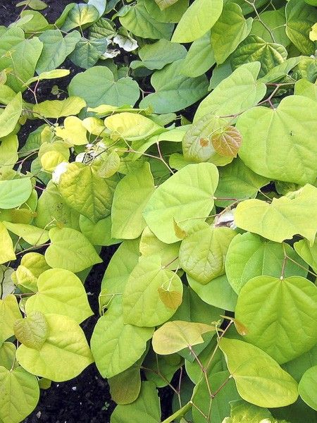 Gainier du Canada doré