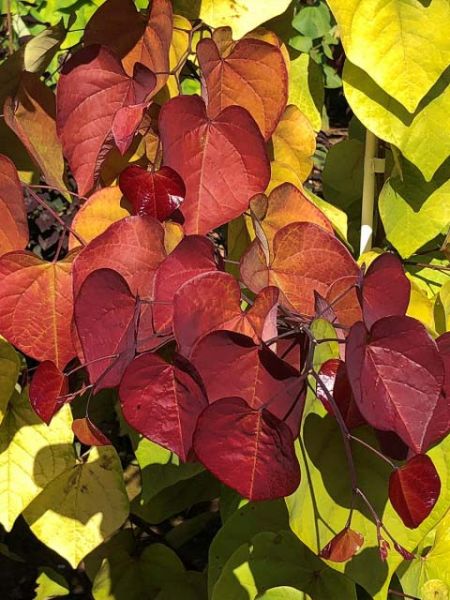 Gainier du Canada Eternal Flame