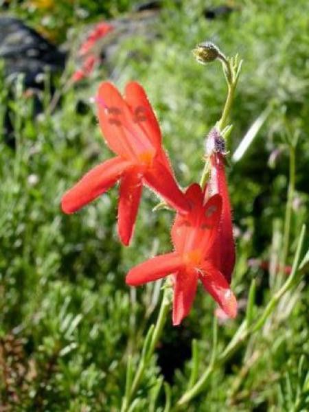 Galane à feuilles de pin