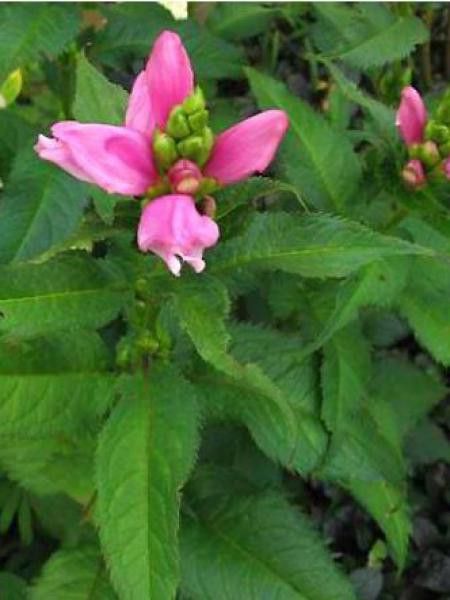 Galane de Lyon 'Hot Lips'