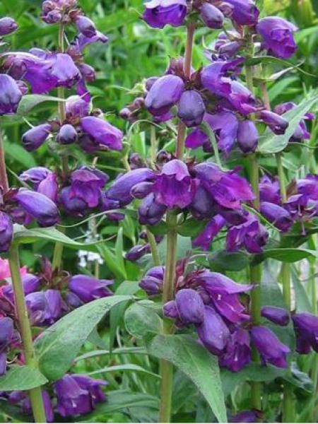 Galane 'Purple Passion'