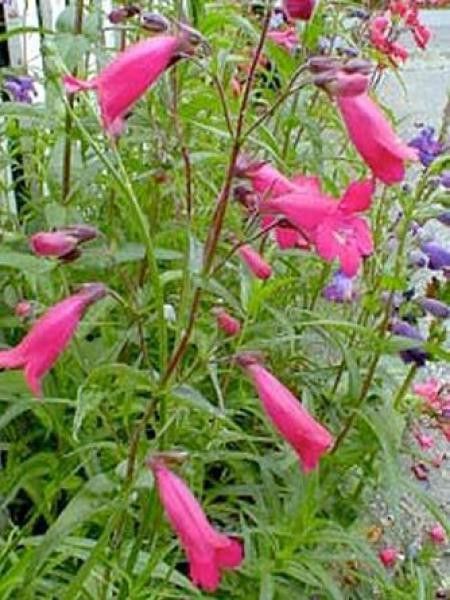 Galane 'Schoenholzeri'