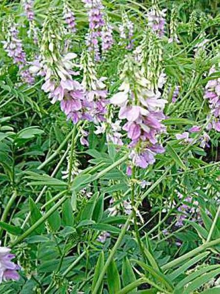 Galega hartlandii 'Duchess of Bedford'