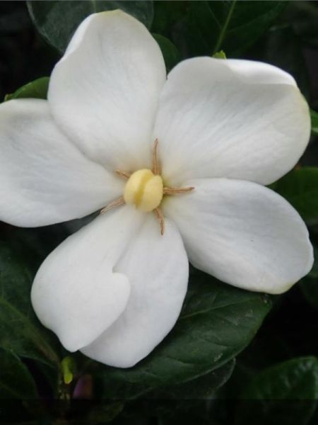Gardenia 'Kleim's Hardy'