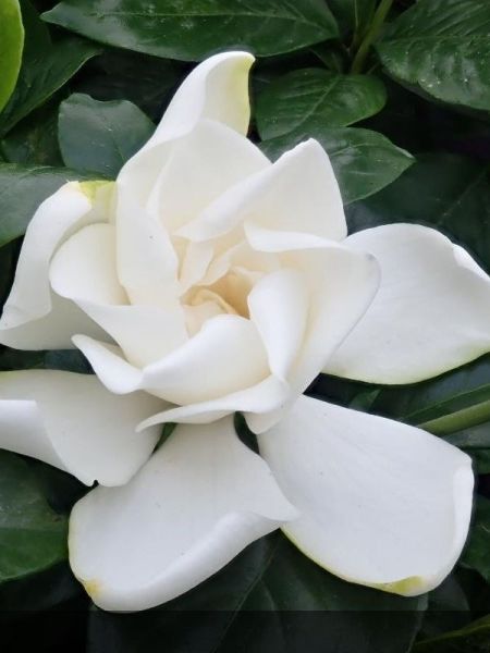 Gardenia 'Summer Snow'