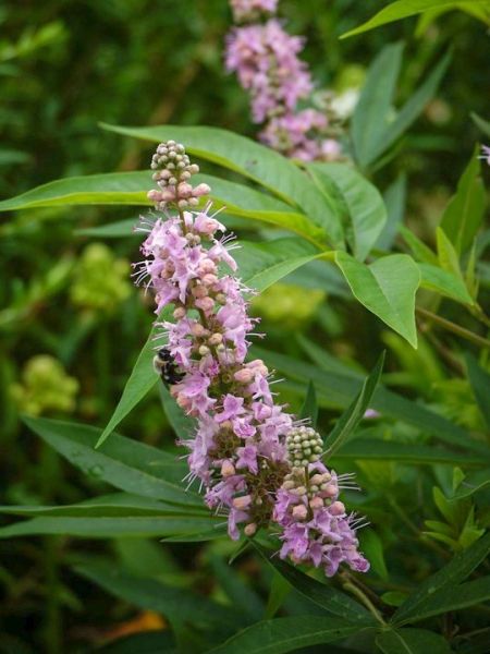 Gattilier, Poivre de moine 'Pink Pinnacle™'