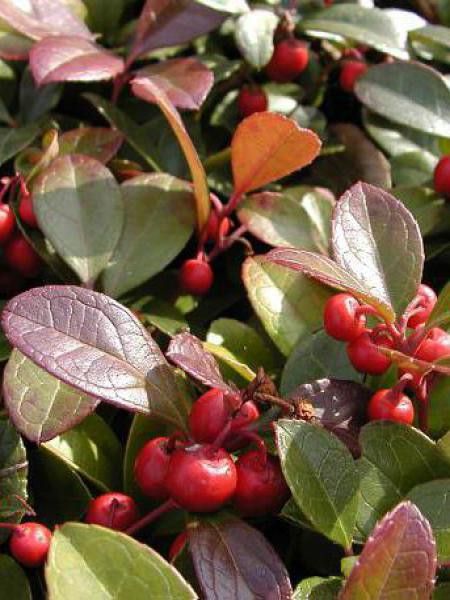 Gaulthérie couchée