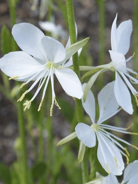 Gaura de lindheimer 'Snowbird'