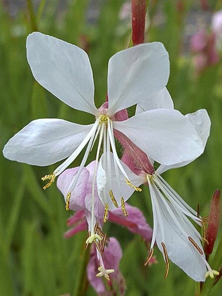 Gaura de lindheimer 'Summer Breeze'