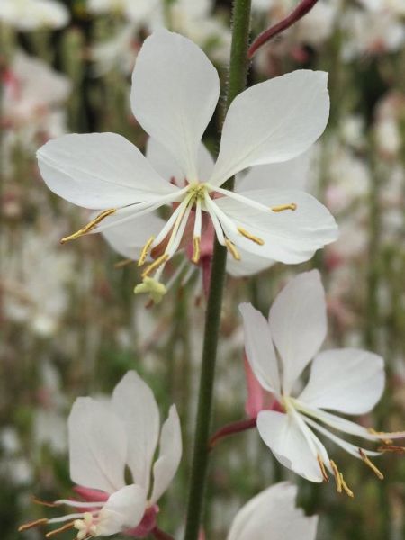 Gaura lindheimeri 'Sparkler White'
