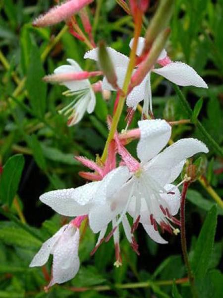 Gaura lindheimeri 'Madonna'