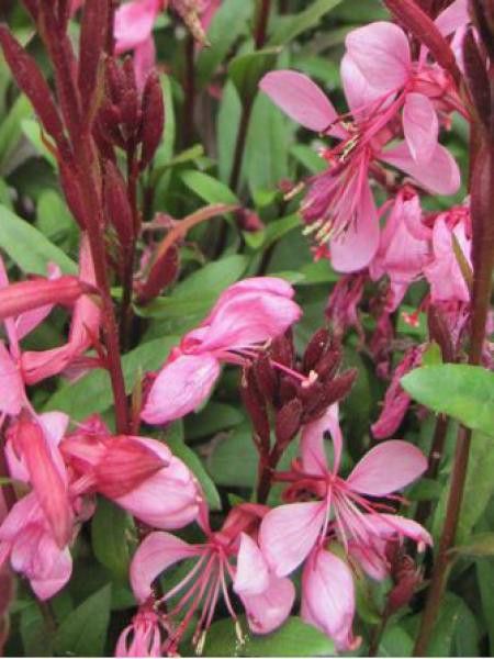 Gaura lindheimeri 'Passionate Blush'