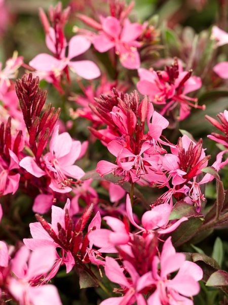 Gaura lindheimeri 'Summer Star Baby'