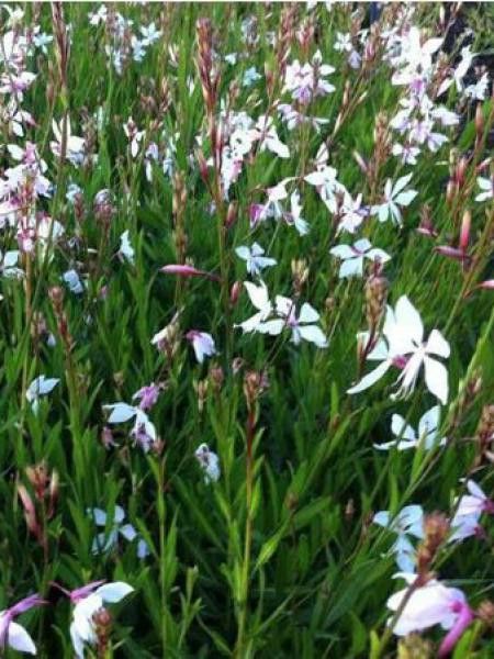 Gaura lindheimeri 'White Dove'