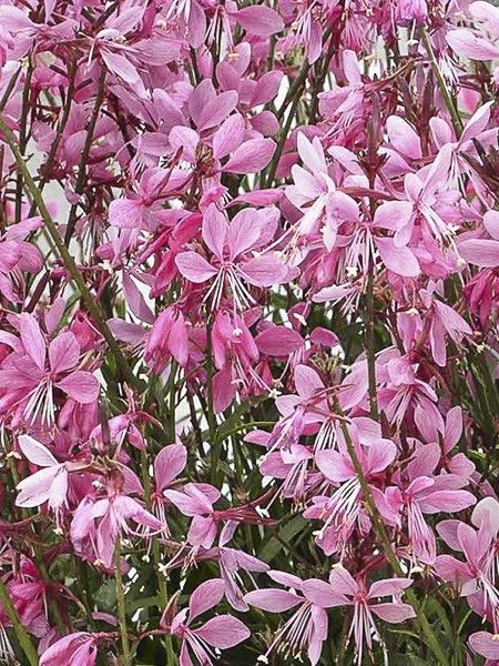 Gaura nain 'Baby Butterfly Dark Pink'