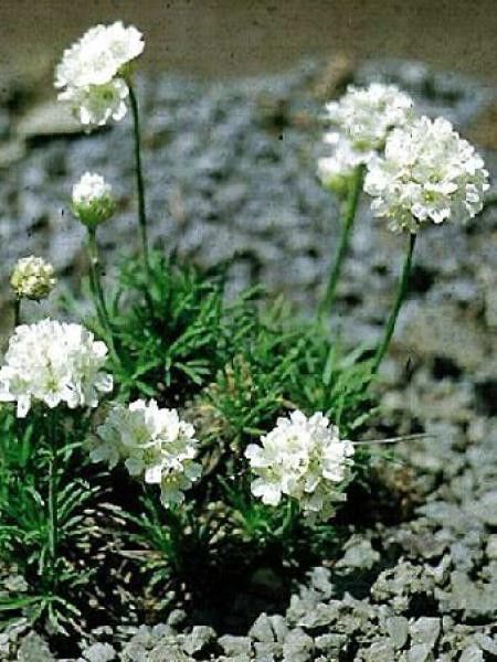 Gazon d'Espagne, Armérie maritime 'Alba'