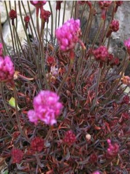 Gazon d'Espagne, Armérie maritime 'Rubrifolia'