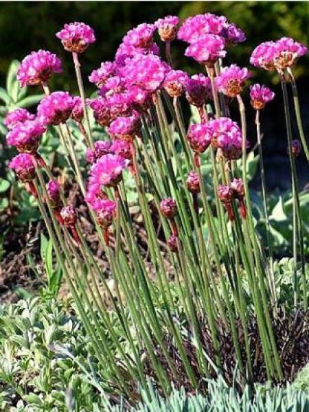 Gazon d'Espagne, Armérie maritime 'Vesuv'