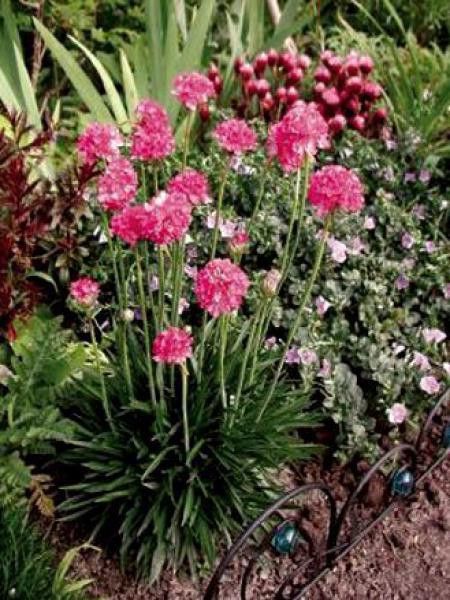 Gazon d'Espagne 'Bee's Ruby'
