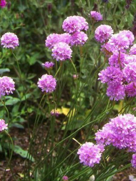 Gazon d'Espagne latifolia